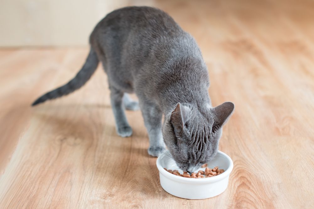 A cat with a luxurious coat eating wet food from a white bowl placed on a wooden floor.