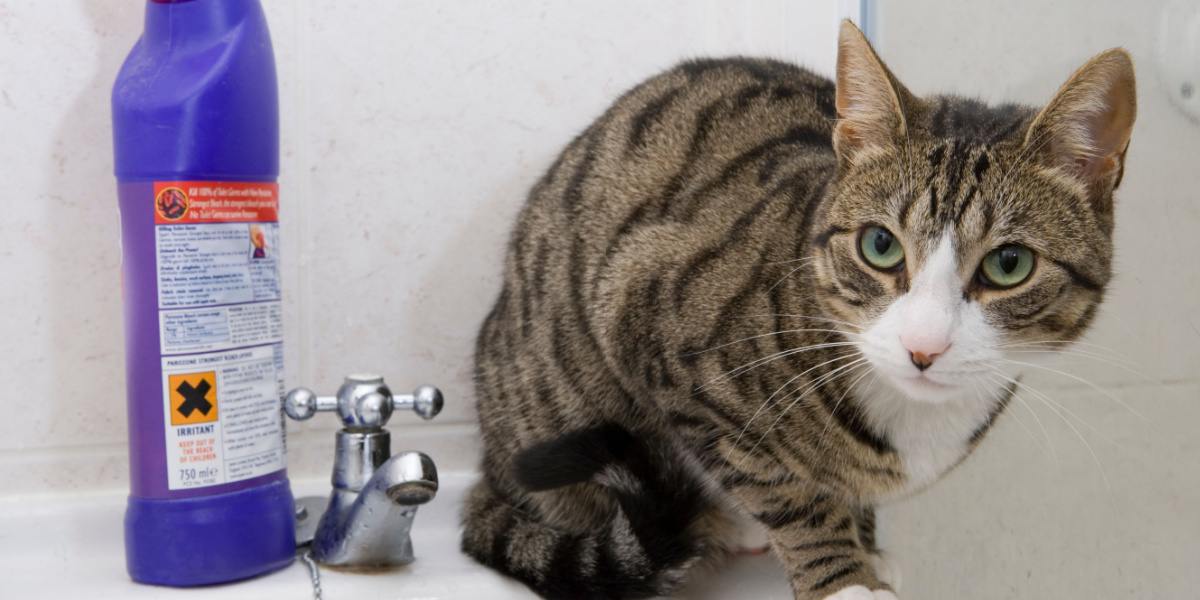 Cat in a bathroom sink next to a container of bleach.