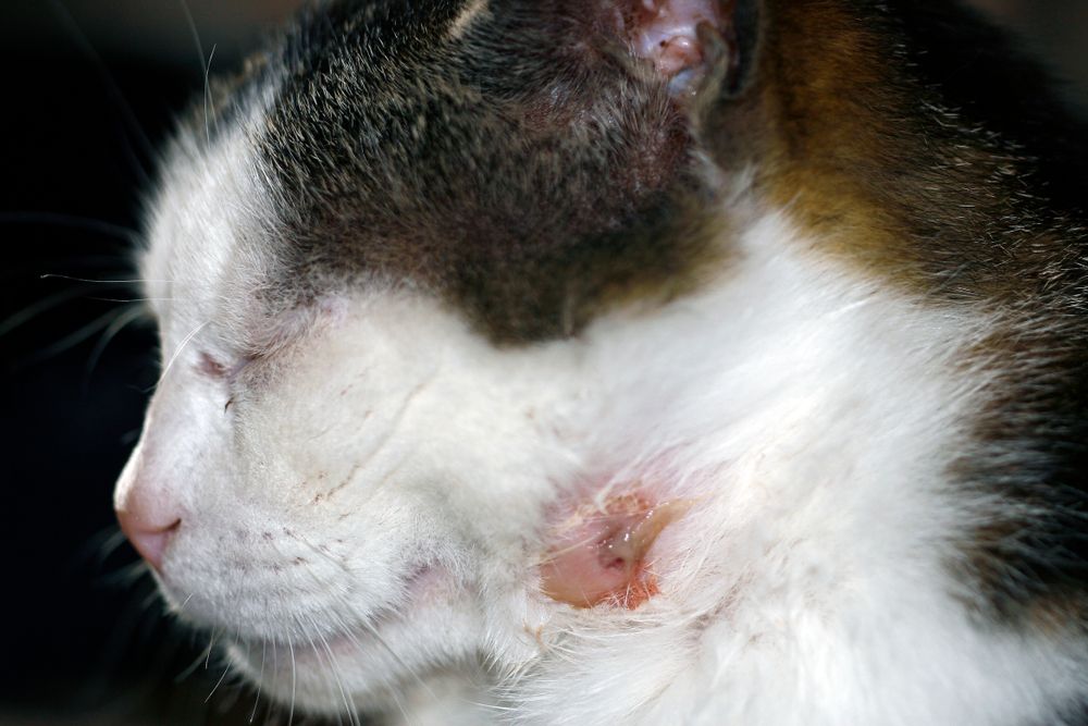 Bot fly in cats: Image of a cat's wound with pus, indicating the need for prompt veterinary attention and care
