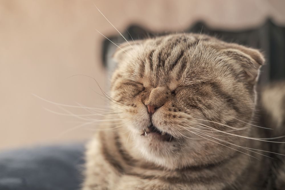 Cute Scottish Fold cat with an expression like it's about to sneeze