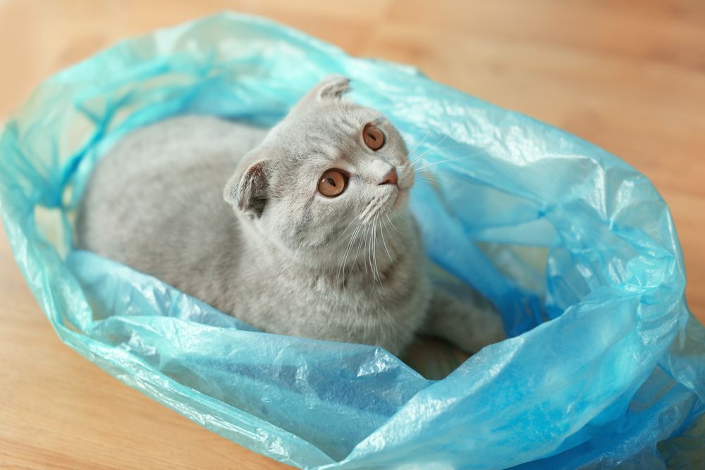 Adorable cat sitting comfortably inside a plastic bag