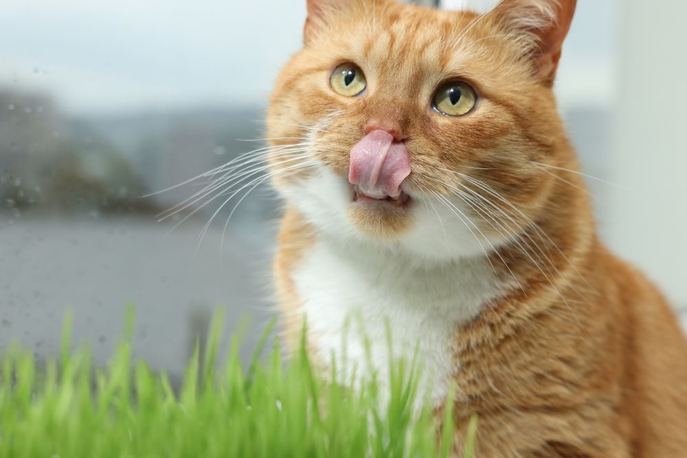 Cute ginger cat with a sprig of wheatgrass for cats