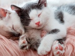 Cute kittens sleeping together in a heartwarming display of affection