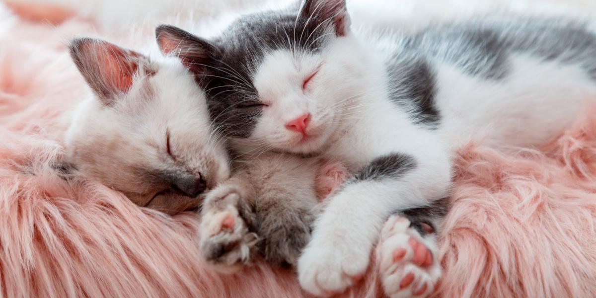 Pododermatitis in Cats: Cute kittens sleeping together in a heartwarming display of affection