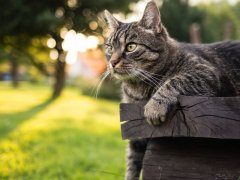 Cute tabby brown European shorthair cat lying outdoors on wooden bench