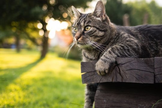 150 Best Anime Cat Names