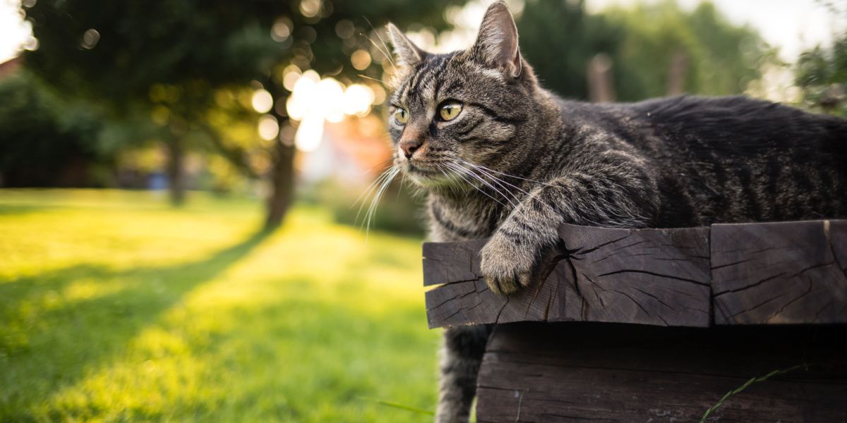 Best anime cat names: Cute tabby brown European shorthair cat lying outdoors on wooden bench