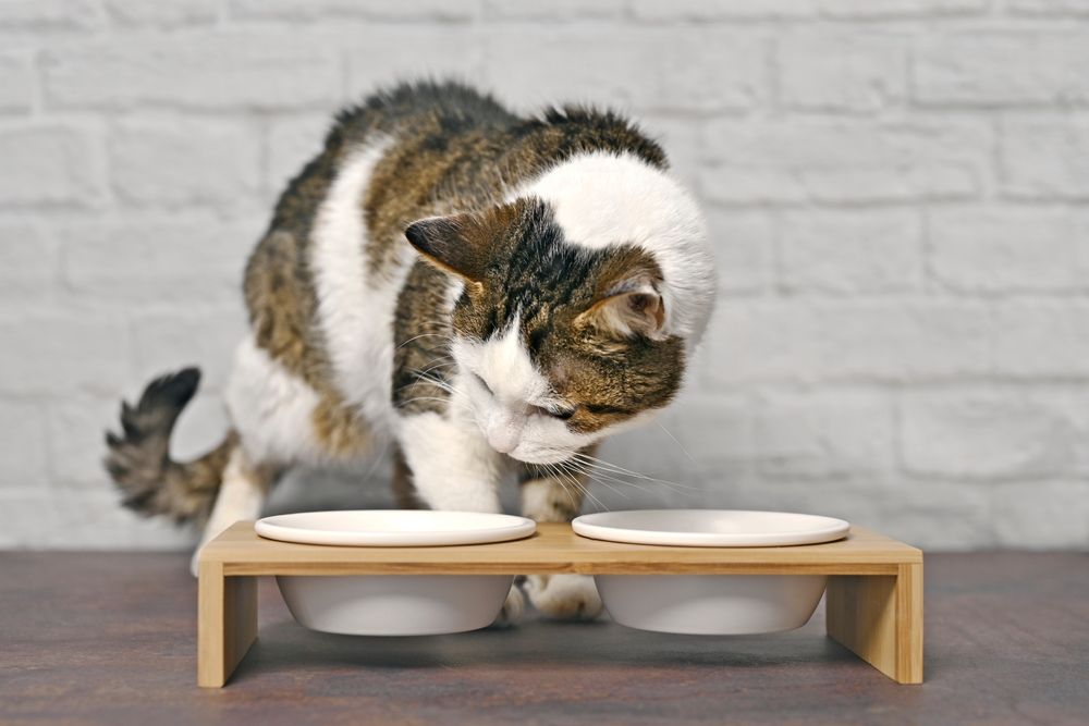 Cats cover food: Cute tabby cat looking curious in front of a double food bowl, expressing interest in mealtime
