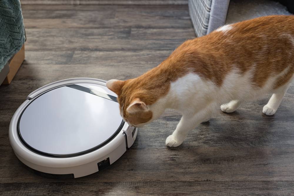 Lindo joven gato doméstico bicolor naranja y blanco mirando y oliendo una aspiradora robótica, mostrando una mezcla de curiosidad y precaución