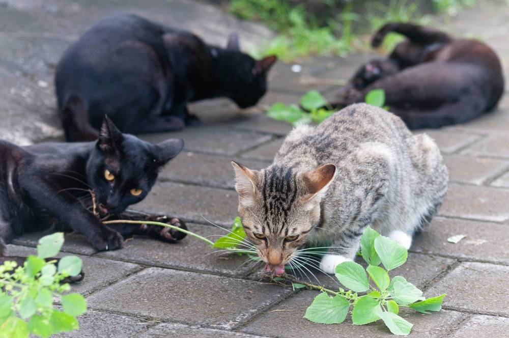 Gato juguetón con aspecto 'borracho' después de disfrutar de una enredadera plateada, una escena alegre y entretenida.