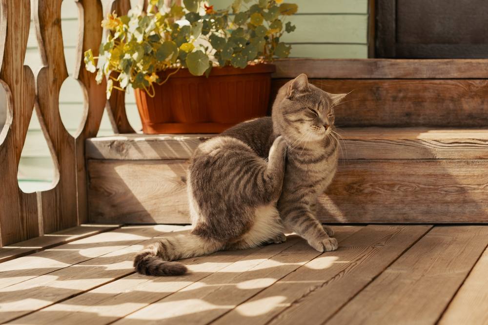 Selamectin for Cats: Cat with fleas itching its neck with its paw, highlighting the discomfort caused by fleas