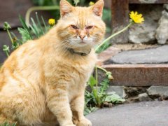 A ginger cat with conjunctivitis, a condition where its eyes appear red and inflamed, often accompanied by discharge or discomfort