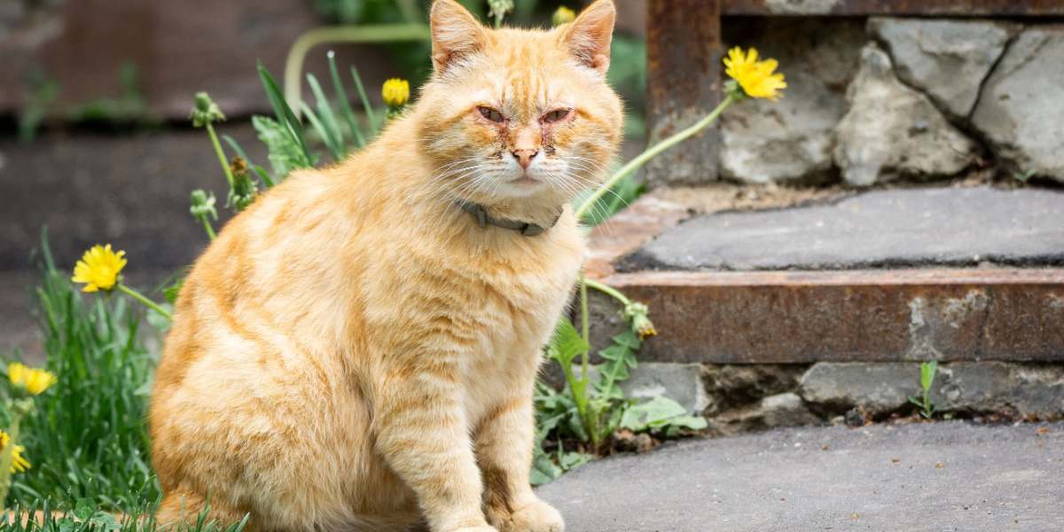 Famciclovir for Cats: A ginger cat with conjunctivitis, a condition where its eyes appear red and inflamed, often accompanied by discharge or discomfort