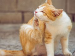 Ginger and white cat scratching behind its ear with its paw