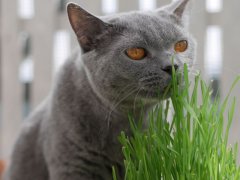 Gray British Shorthair cat sniffing wheatgrass