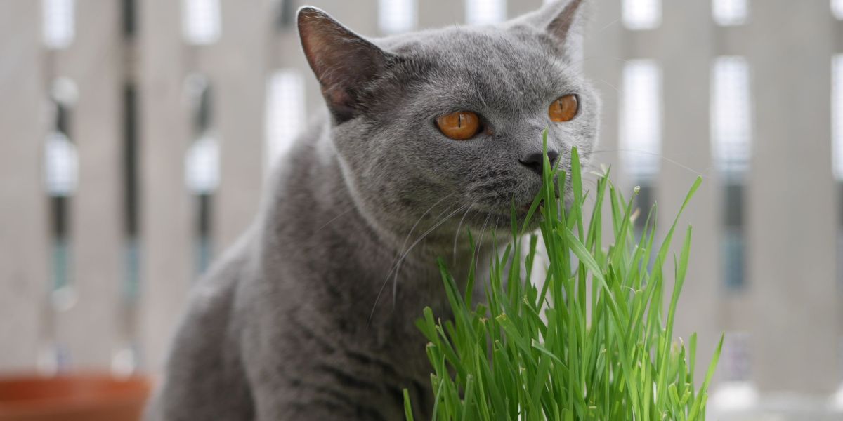 Gray British Shorthair cat sniffing wheatgrass for cats