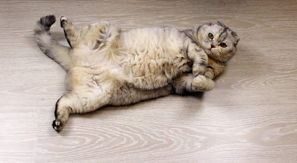Lying fluffy Scottish Fold cat showing its belly