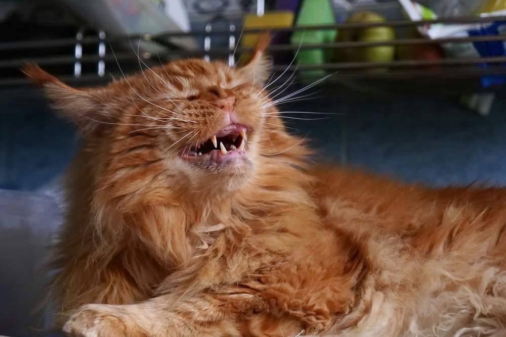 Red Maine Coon cat grinning with squinted eyes, appearing as if it's about to sneeze.
