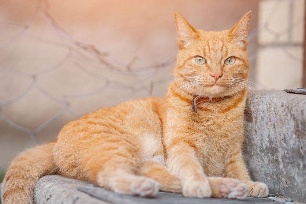 Best anime cat names: Relaxing orange cat with red leather collar keeps eye on territory