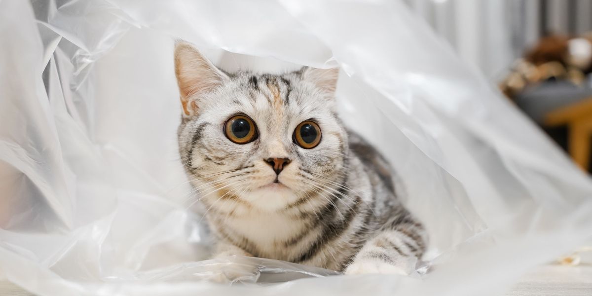 Playful silver tabby Scottish Straight cat exploring a clear plastic bag.