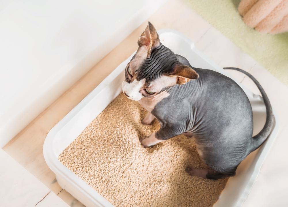 Sphynx cat standing in a soft litter, showcasing its unique and hairless appearance