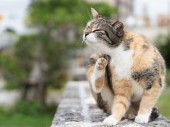 Stray cat scratching its neck, showcasing a common behavior in cats to alleviate itching or discomfort.