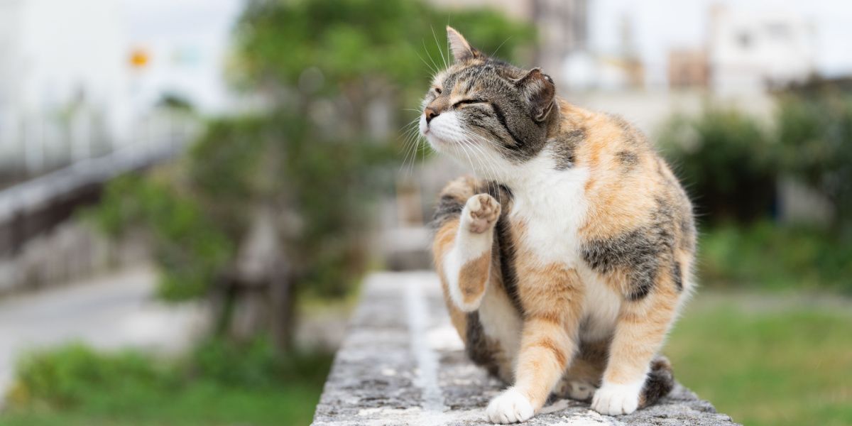 Bot fly in cats: cat scratching their fur to alleviate itching or discomfort.