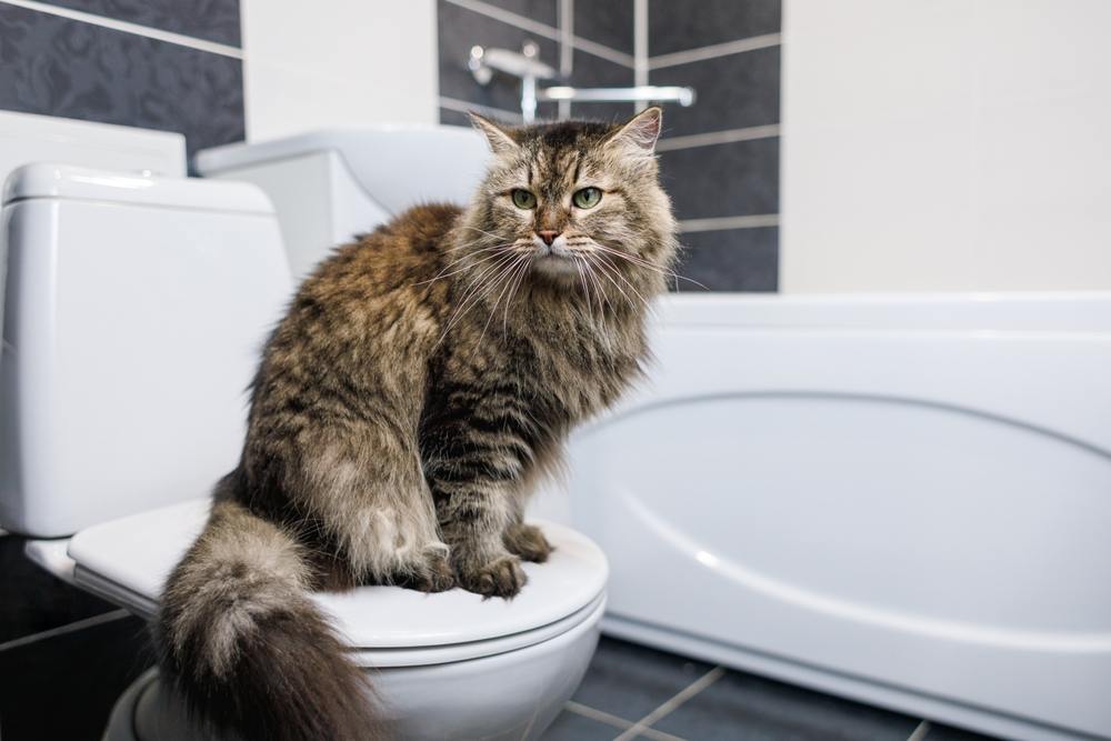 Cat sitting on a toilet in a clean bathroom treated with bleach.