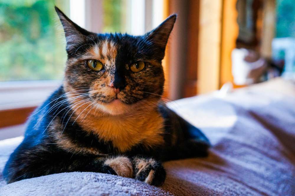 A tortoiseshell cat peacefully resting on a sofa, showcasing its unique and colorful coat.