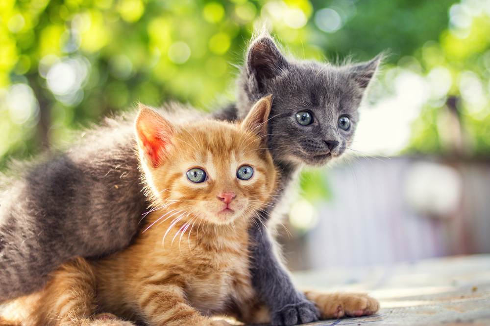 Facts about male cats: Two adorable kittens playfully interacting with each other, showcasing their youthful energy and cuteness