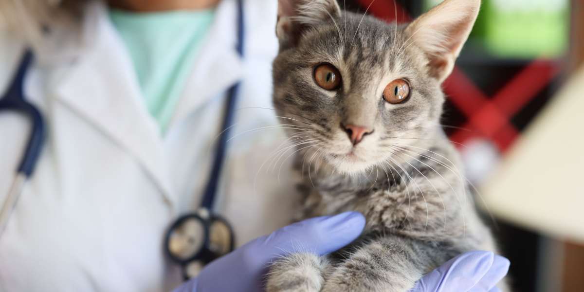 Manos de veterinario sosteniendo suavemente un hermoso gato en una clínica veterinaria