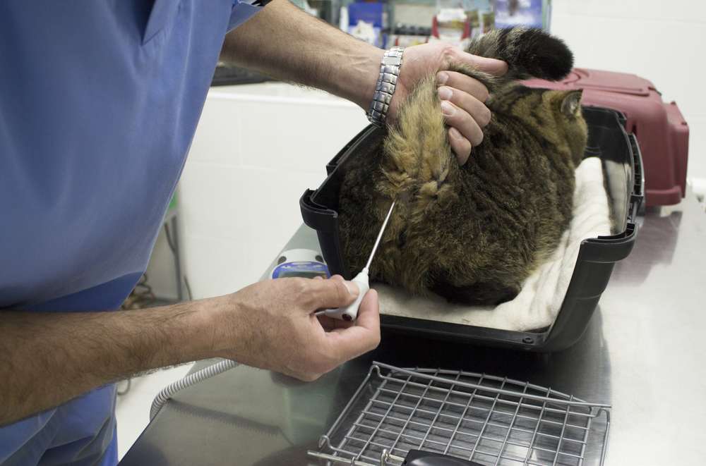 Veterinarian measuring the body temperature of a cat