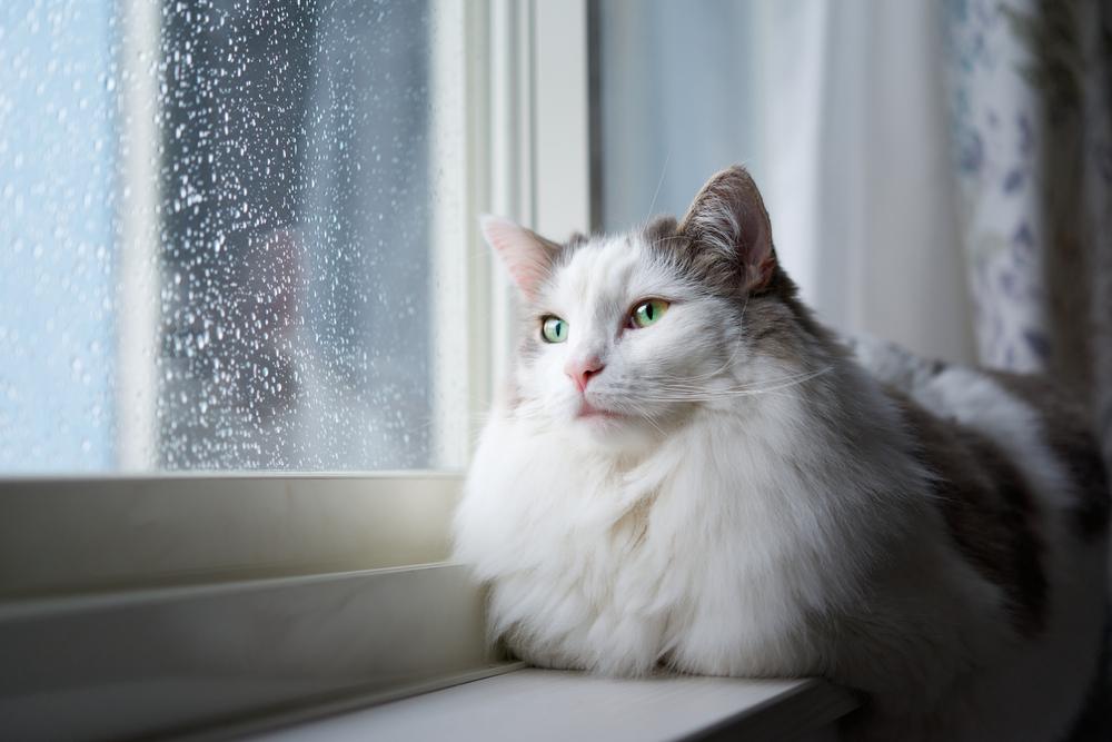 White cat sitting beside a window at home
