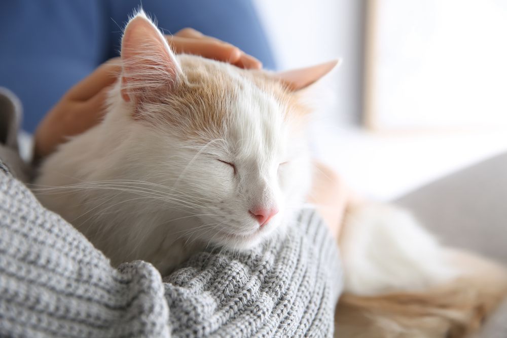 Glandex for cats: A cat cuddling their owner and looking content and relaxed.