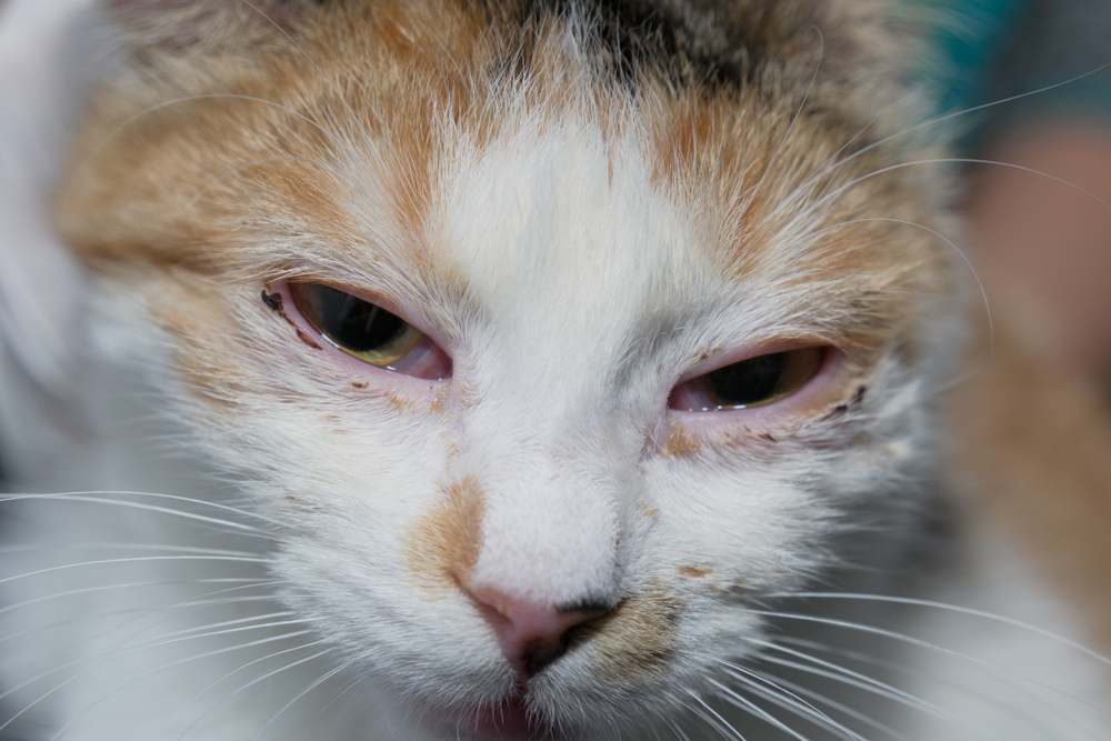 An adult cat suffering from a herpesvirus infection, displaying symptoms such as nasal discharge, sneezing, and ocular inflammation