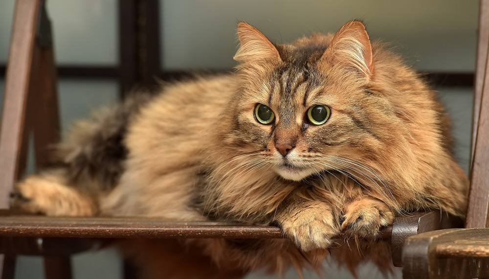 Best anime cat names: beautiful brown fluffy norwegian forest cat