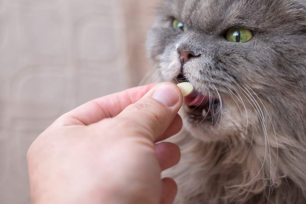 Large grey cat receiving a supplement