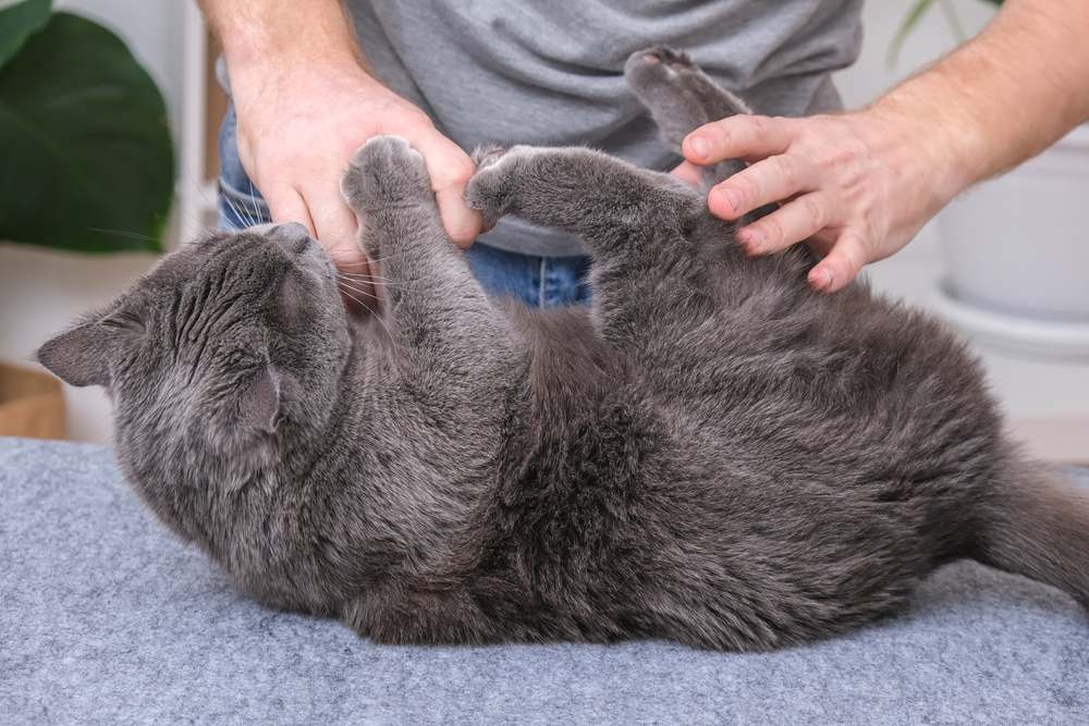 Cat playfully biting and scratching a person's hands, illustrating typical feline behavior during playtime