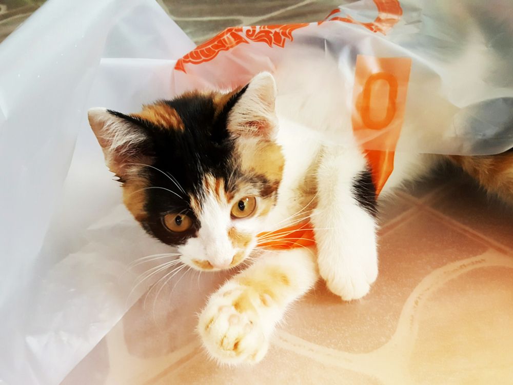Amusing cat playfully nestled inside a plastic bag.