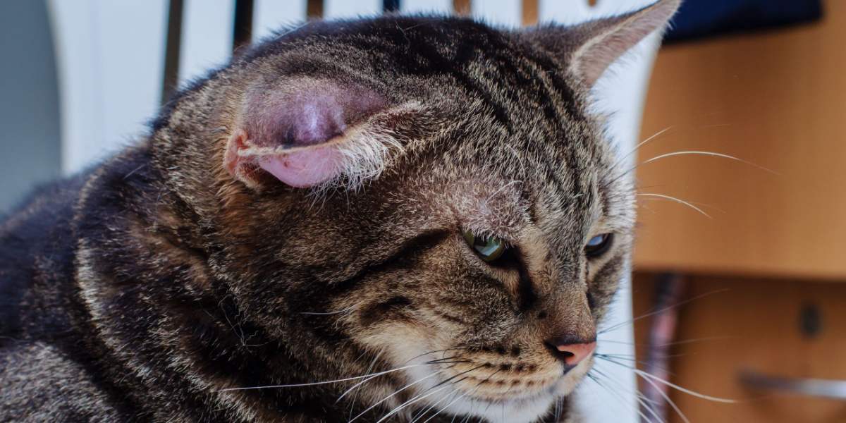 A cat with a hematoma, a swelling or lump due to a collection of blood, typically appearing on the cat's ear or face