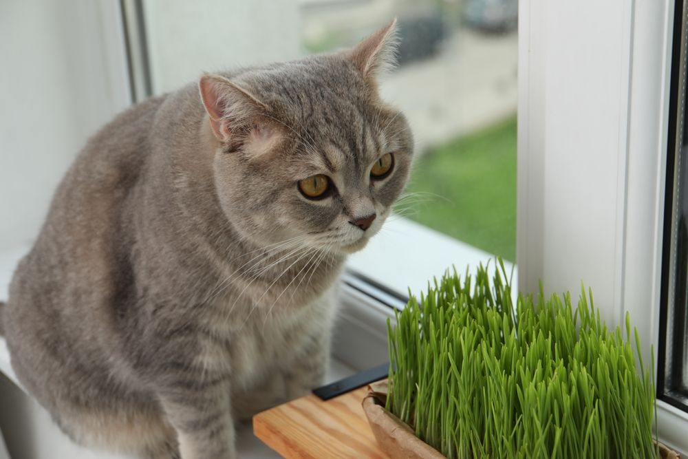 Cat near fresh wheatgrass for cats on a windowsill indoors