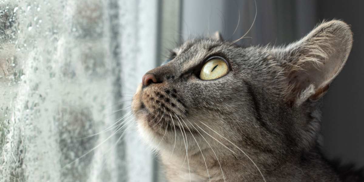 Indoor tabby cat sitting in the window gets surprised by the storm and rain