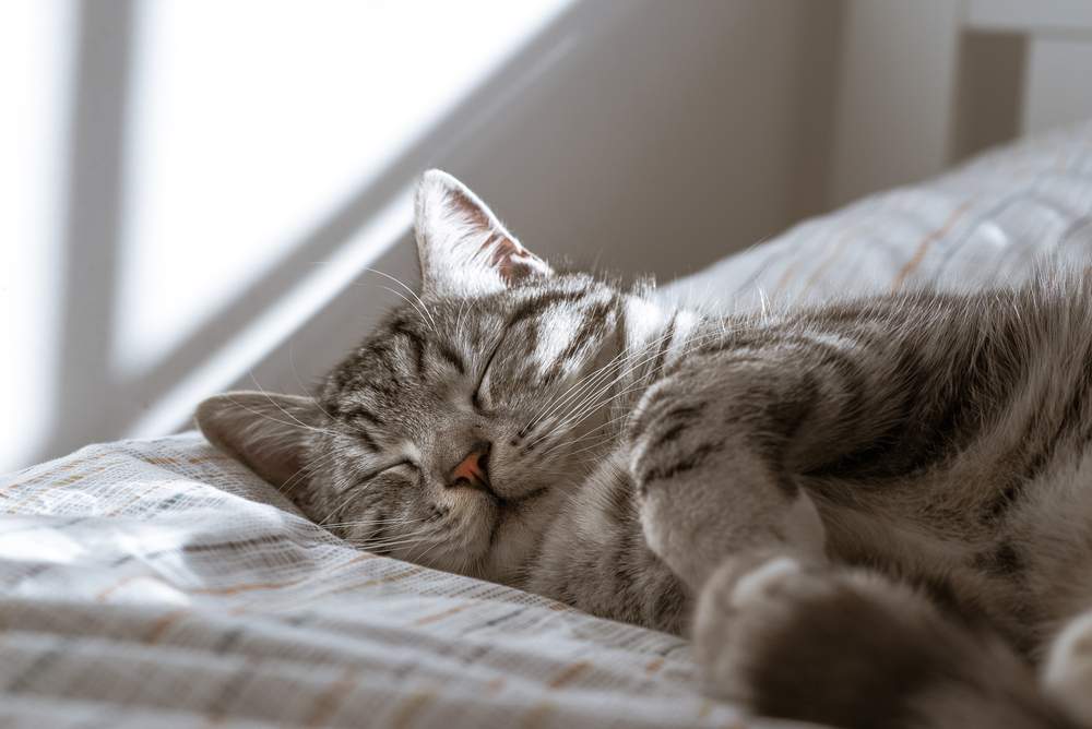 Image of a cat sleeping peacefully, capturing a serene and restful moment of feline relaxation.