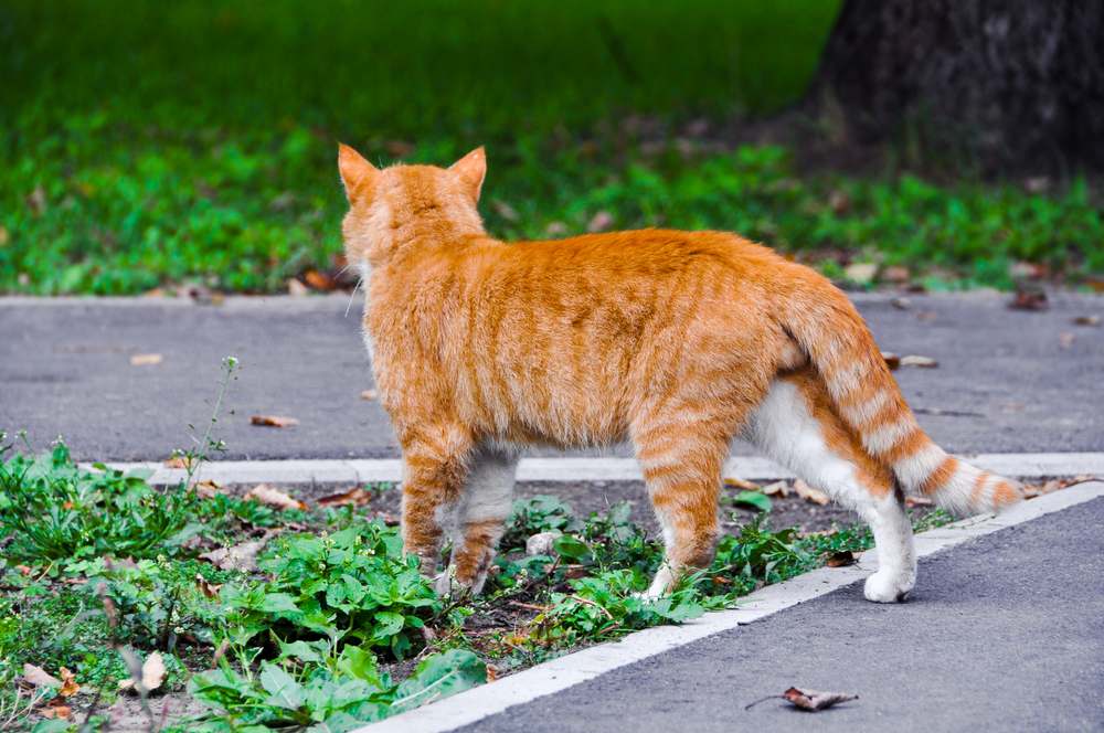 Can Cats Find Their Way Home? Cat walking confidently on a paved road, embodying a sense of adventure and independence.