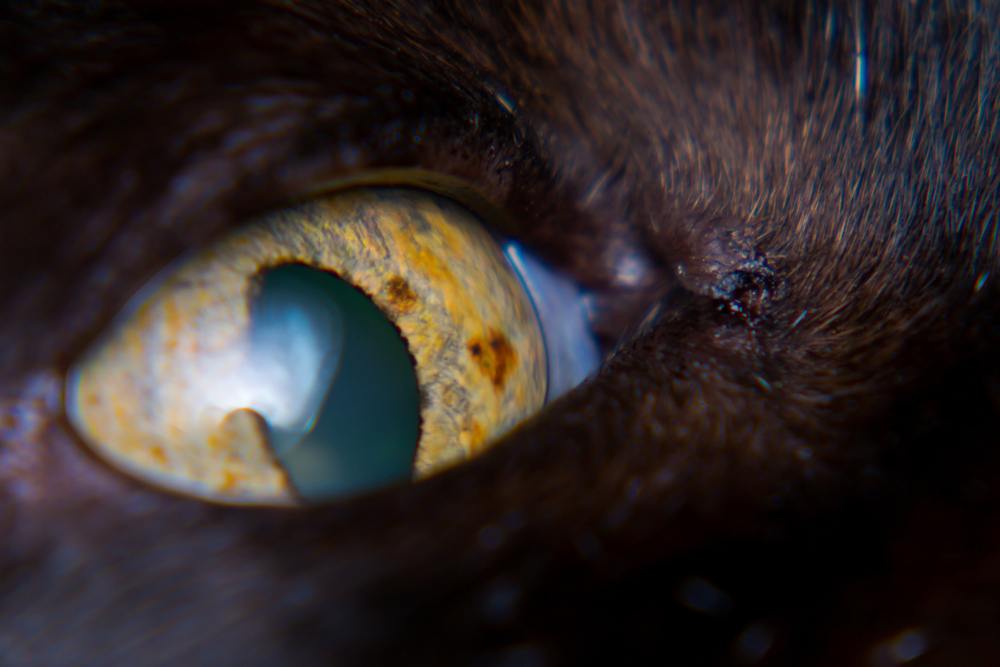 cat with Intraocular neoplasia