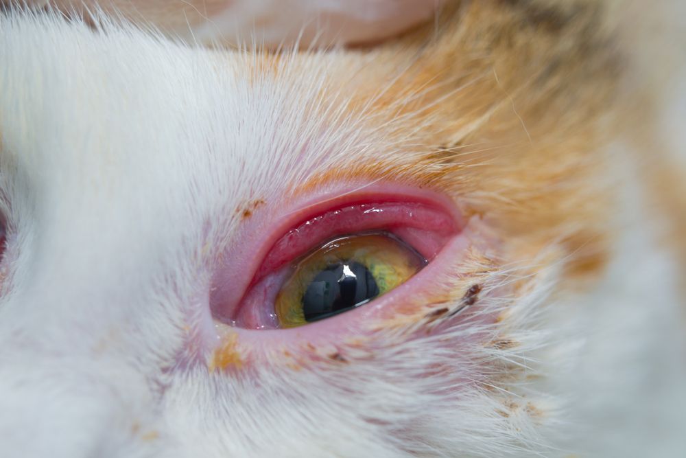 cat with infectious conjunctivitis