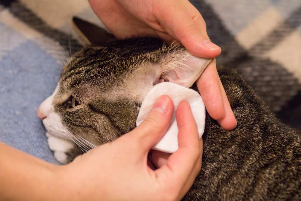 A cat owner gently cleaning their cat's ears with a cotton pad, ensuring their pet's ear hygiene and well-being