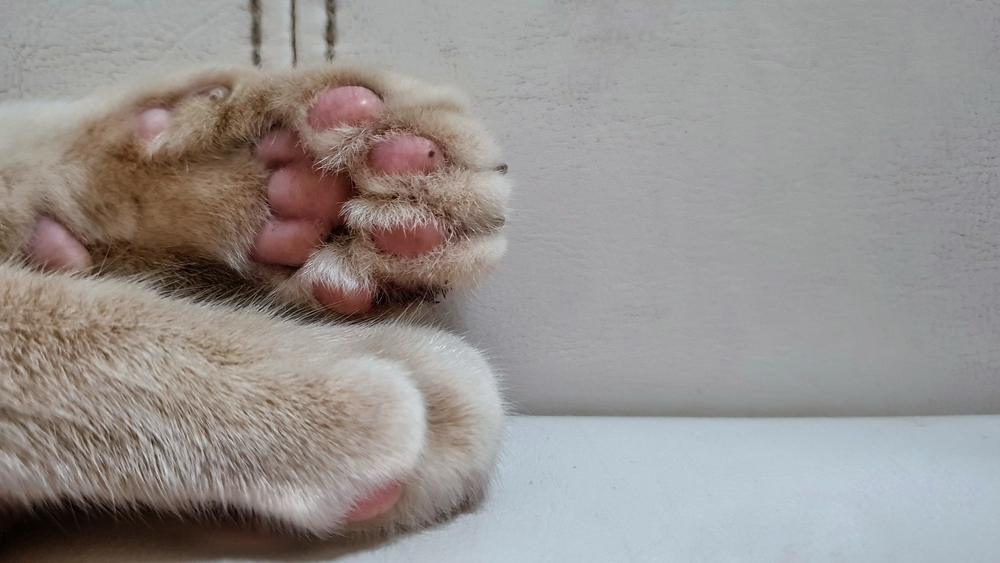 Pododermatitis in Cats: Close-up of a cat's healthy paw pads