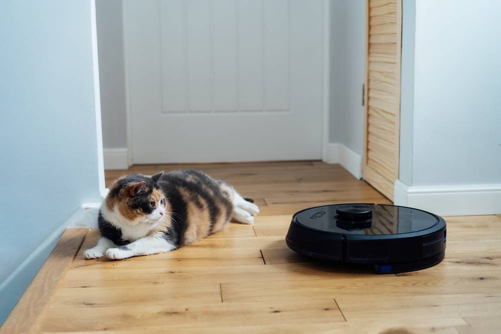 "Confused pet cat watching a smart vacuum cleaner in action, showcasing the intrigue and uncertainty that new technology can bring to a cat's world.