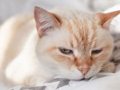 Domestic cat resting on a bed.